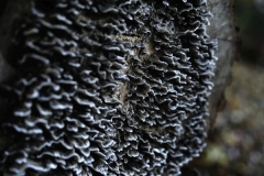 FHA_0887