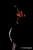 FHA_3185.1_web